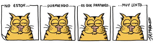gato