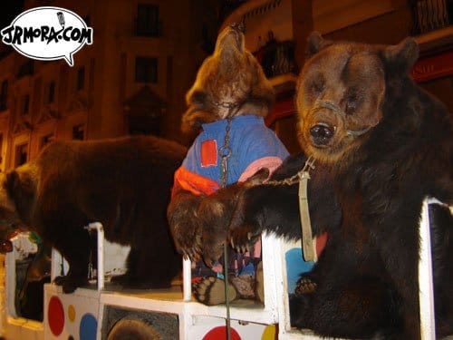 oso1.jpg