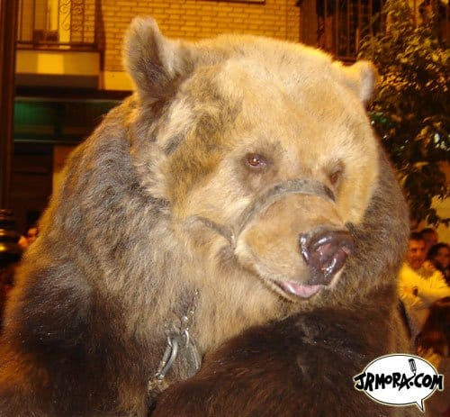 oso10.jpg