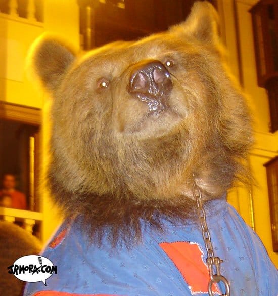 oso12.jpg