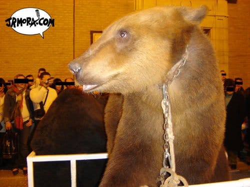 oso6.jpg