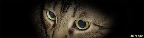 gatojos.jpg